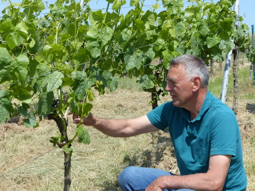 Bernhard im Weinberg